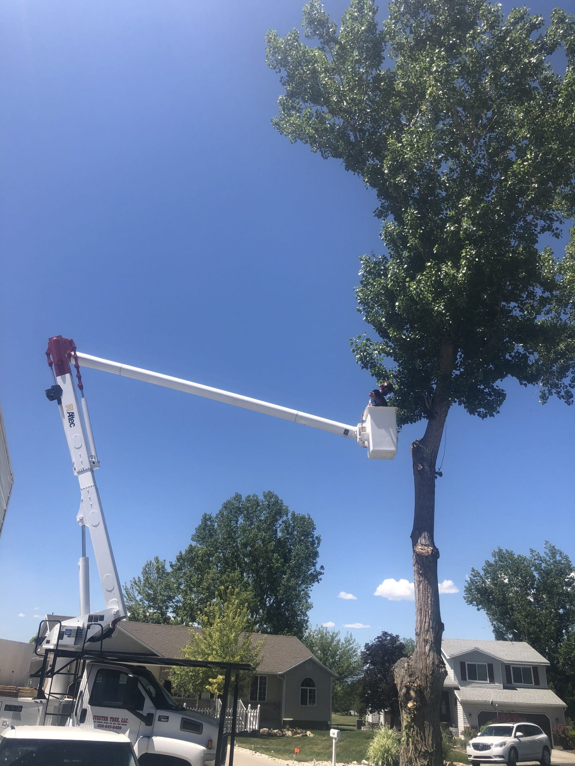 Ivester Tree | Tooele Utah | Man on Cherry Picker Cutting Down Tree