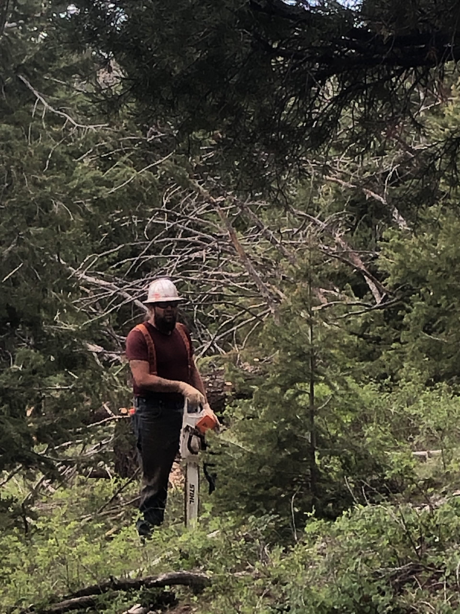 Ivester Tree | Tooele Utah | Man and Chainsaw in Forrest Ivester Tree | Tooele Utah | Man and Chainsaw in Forrest