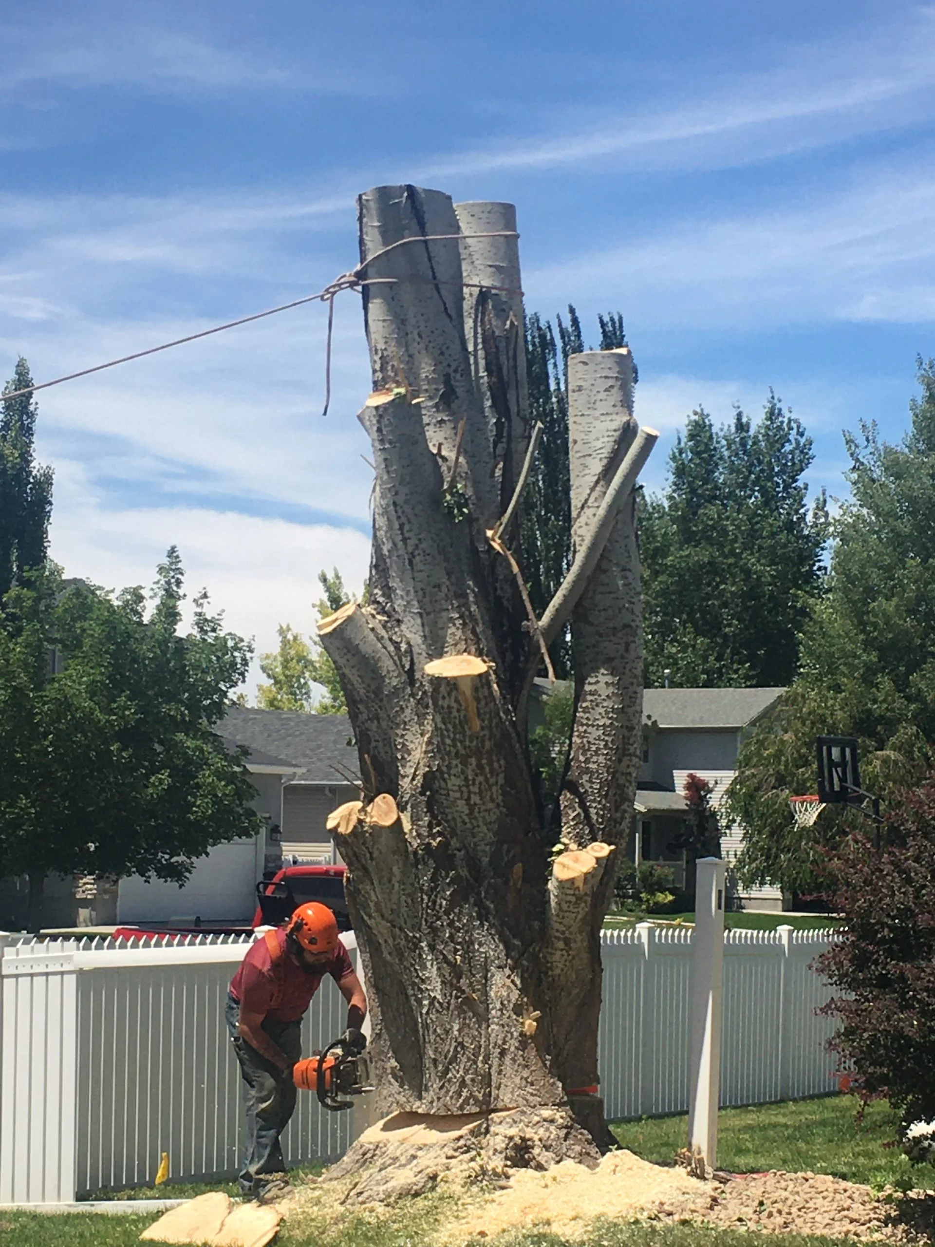 Ivester Tree | Tooele Utah | Cutting Down a Tree